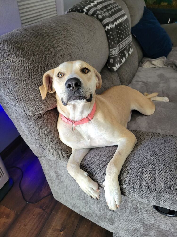 Gwen, an adoptable Mixed Breed in Rapid City, SD, 57702 | Photo Image 3