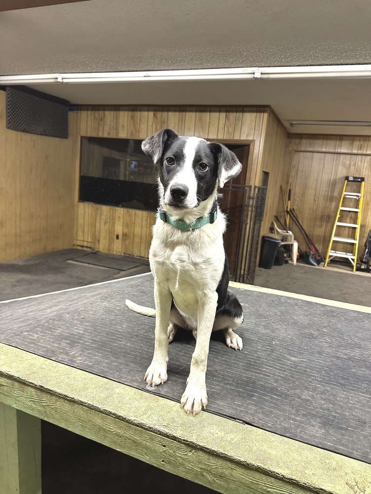 Martin, an adoptable Mixed Breed in Rapid City, SD, 57702 | Photo Image 1