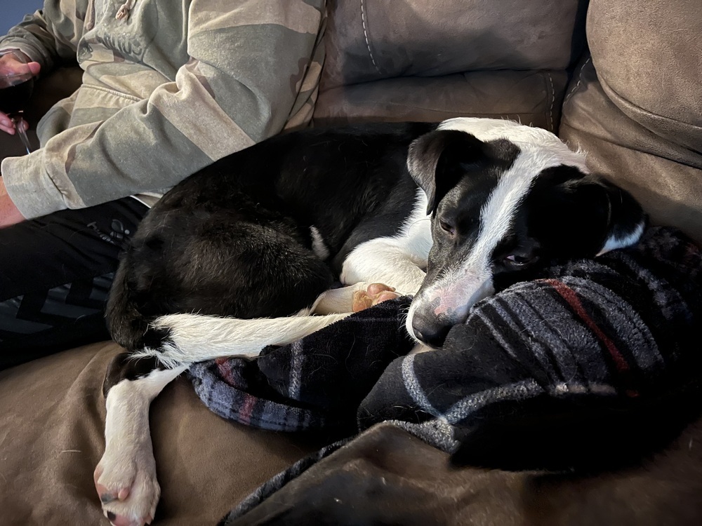 Martin, an adoptable Mixed Breed in Rapid City, SD, 57702 | Photo Image 2