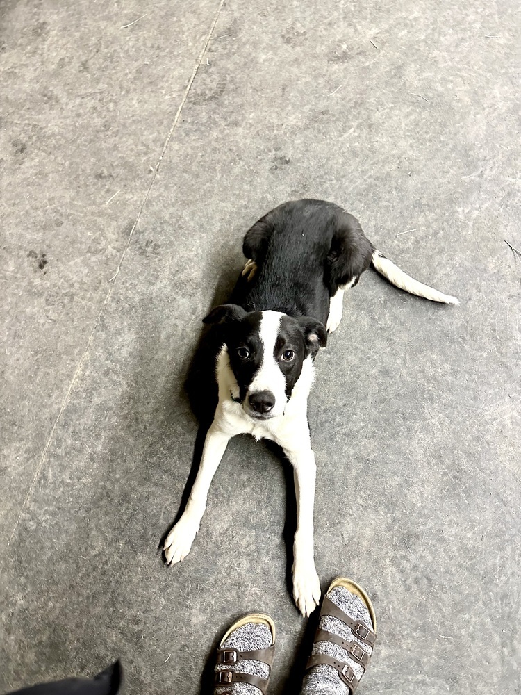 Martin, an adoptable Mixed Breed in Rapid City, SD, 57702 | Photo Image 3