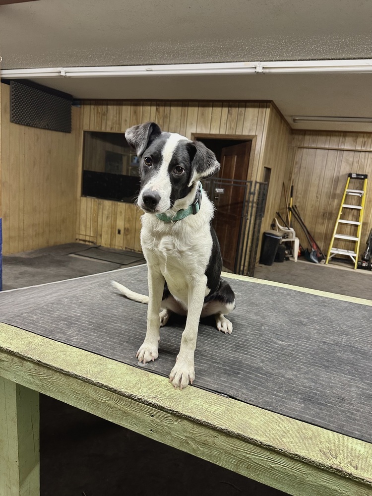 Martin, an adoptable Mixed Breed in Rapid City, SD, 57702 | Photo Image 4