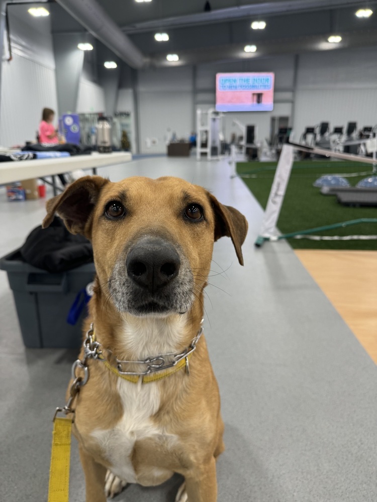 Frank, an adoptable Hound in Rapid City, SD, 57702 | Photo Image 1