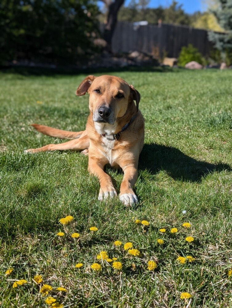 Frank, an adoptable Hound in Rapid City, SD, 57702 | Photo Image 1