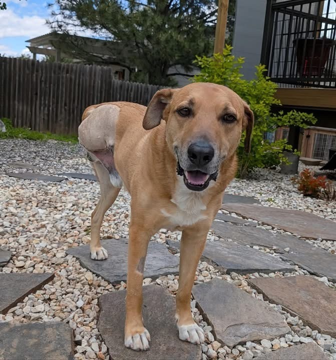 Frank, an adoptable Hound in Rapid City, SD, 57702 | Photo Image 1