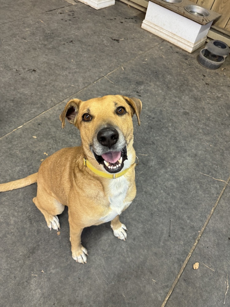 Frank, an adoptable Hound in Rapid City, SD, 57702 | Photo Image 2