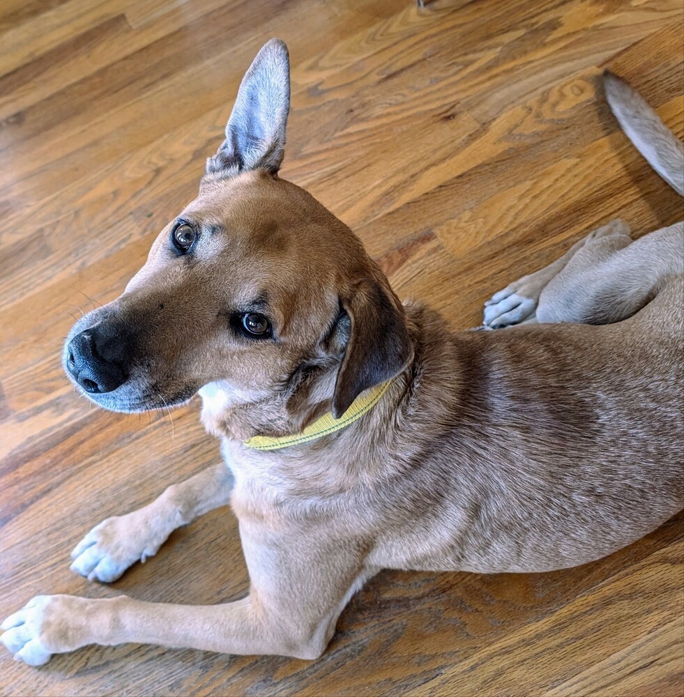 Frank, an adoptable Hound in Rapid City, SD, 57702 | Photo Image 2