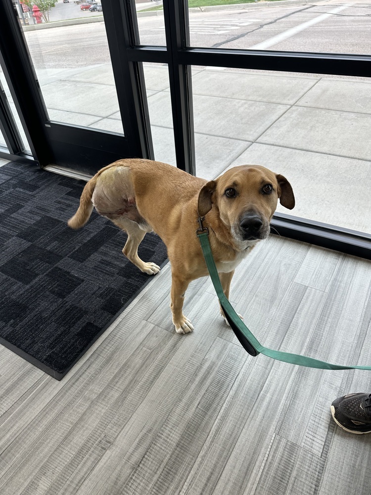 Frank, an adoptable Hound in Rapid City, SD, 57702 | Photo Image 2