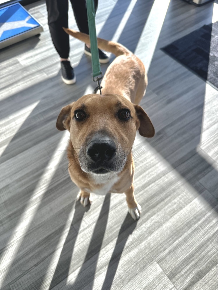 Frank, an adoptable Hound in Rapid City, SD, 57702 | Photo Image 3