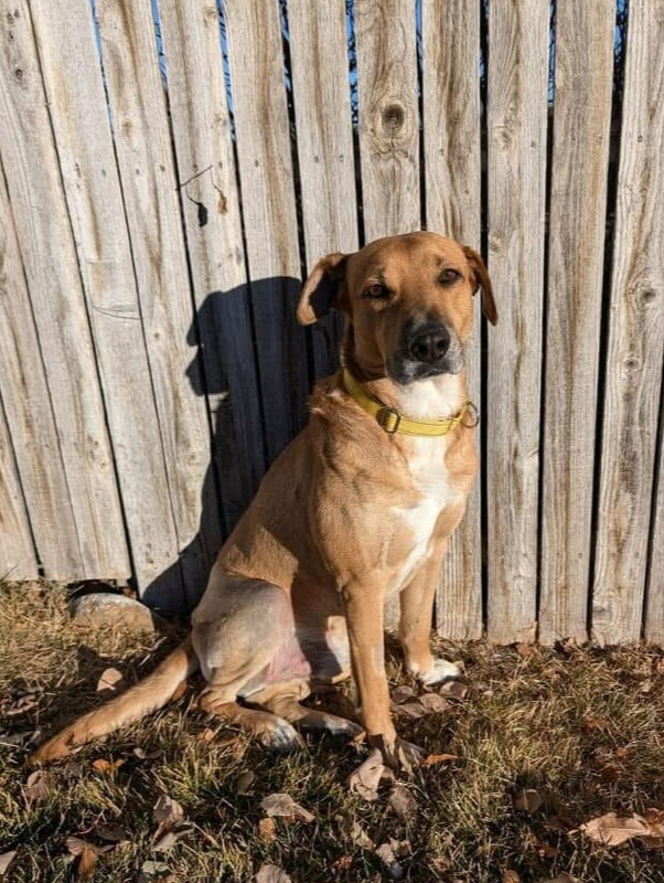Frank, an adoptable Hound in Rapid City, SD, 57702 | Photo Image 4