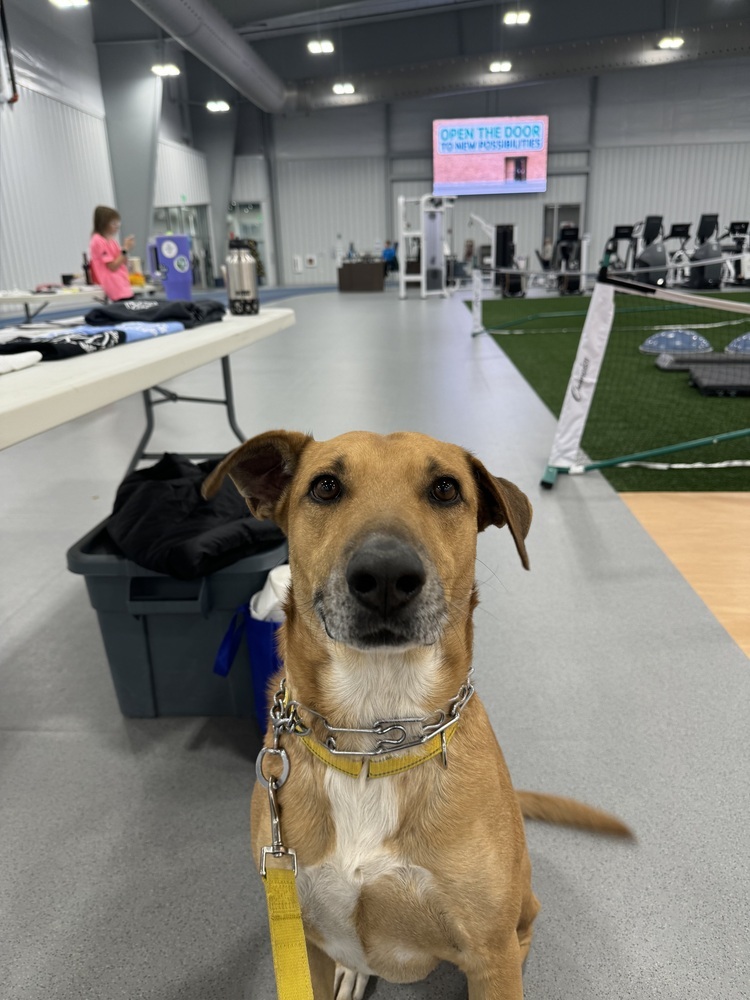 Frank, an adoptable Hound in Rapid City, SD, 57702 | Photo Image 5