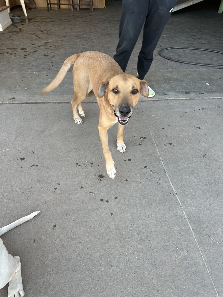 Frank, an adoptable Hound in Rapid City, SD, 57702 | Photo Image 6