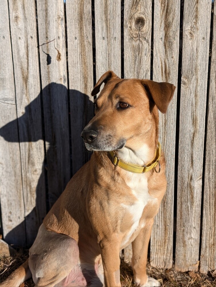 Frank, an adoptable Hound in Rapid City, SD, 57702 | Photo Image 6