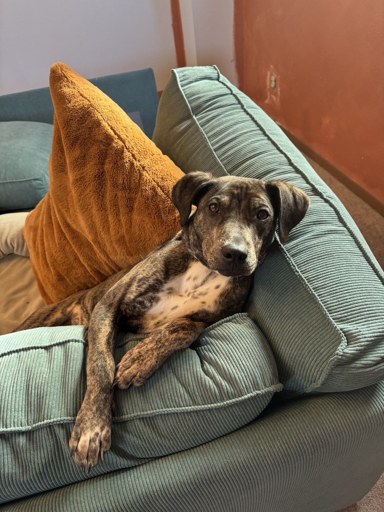 Willie, an adoptable Mixed Breed in Rapid City, SD, 57702 | Photo Image 1