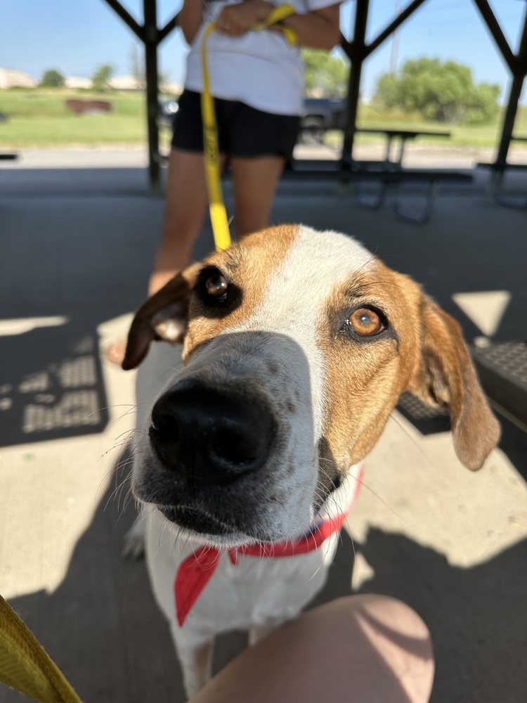 Chance, an adoptable Hound in Rapid City, SD, 57702 | Photo Image 1