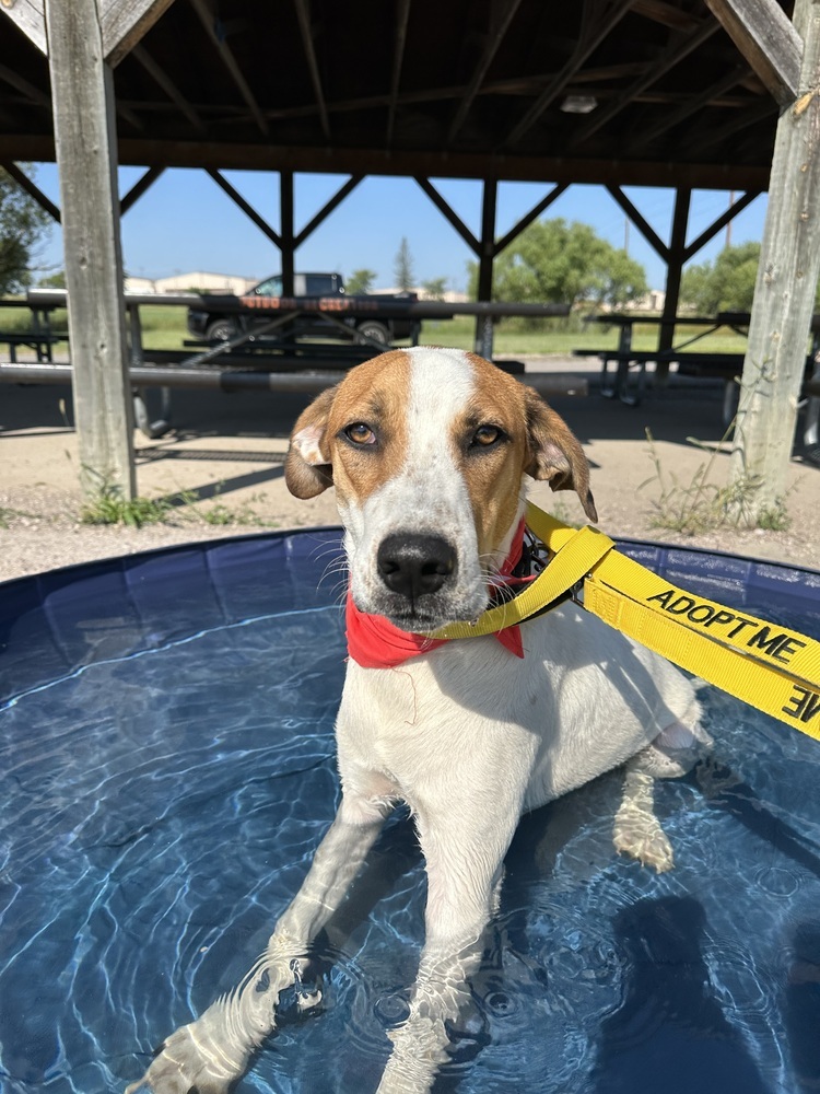 Chance, an adoptable Hound in Rapid City, SD, 57702 | Photo Image 2