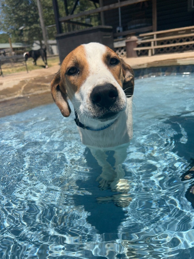 Chance, an adoptable Hound in Rapid City, SD, 57702 | Photo Image 3