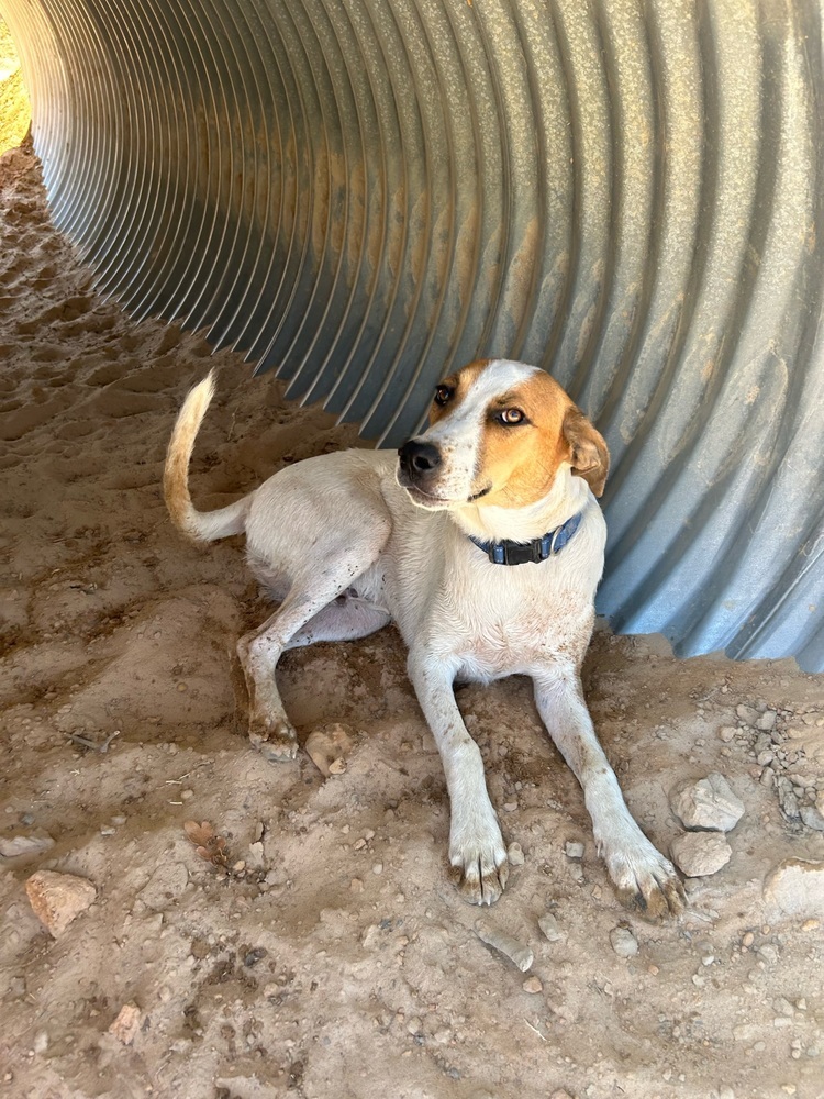 Chance, an adoptable Hound in Rapid City, SD, 57702 | Photo Image 4