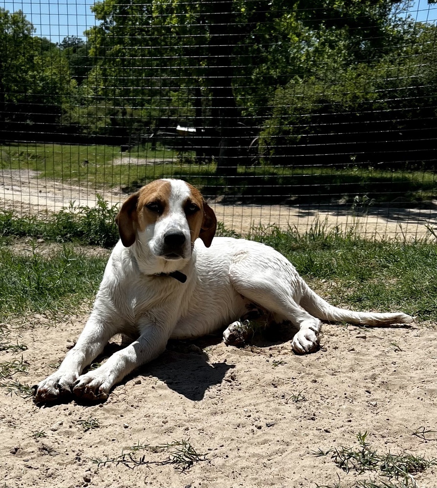 Chance, an adoptable Hound in Rapid City, SD, 57702 | Photo Image 5