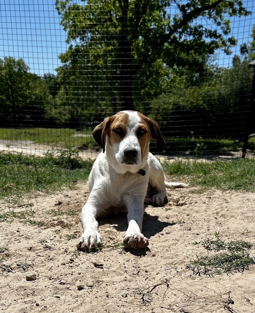 Chance, an adoptable Hound in Rapid City, SD, 57702 | Photo Image 6