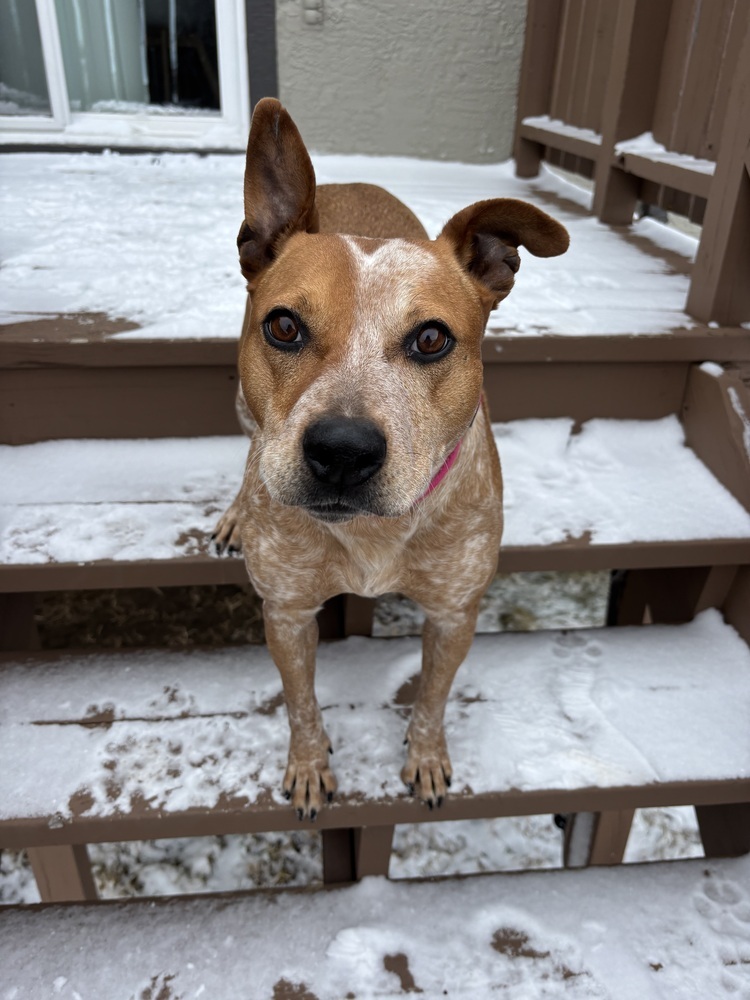 Scarlet, an adoptable Cattle Dog in Rapid City, SD, 57702 | Photo Image 1
