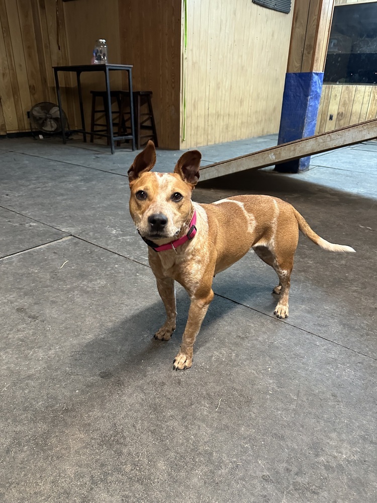 Scarlet, an adoptable Cattle Dog in Rapid City, SD, 57702 | Photo Image 2