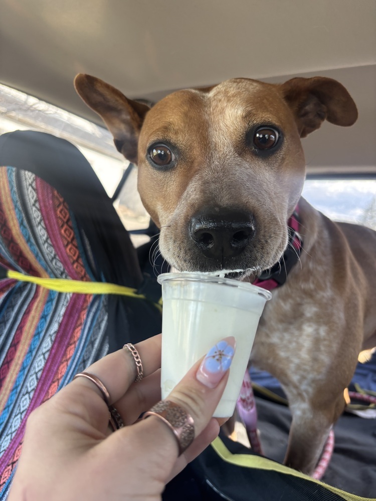 Scarlet, an adoptable Cattle Dog in Rapid City, SD, 57702 | Photo Image 2