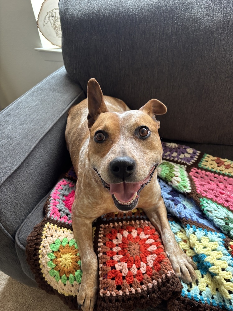 Scarlet, an adoptable Cattle Dog in Rapid City, SD, 57702 | Photo Image 3