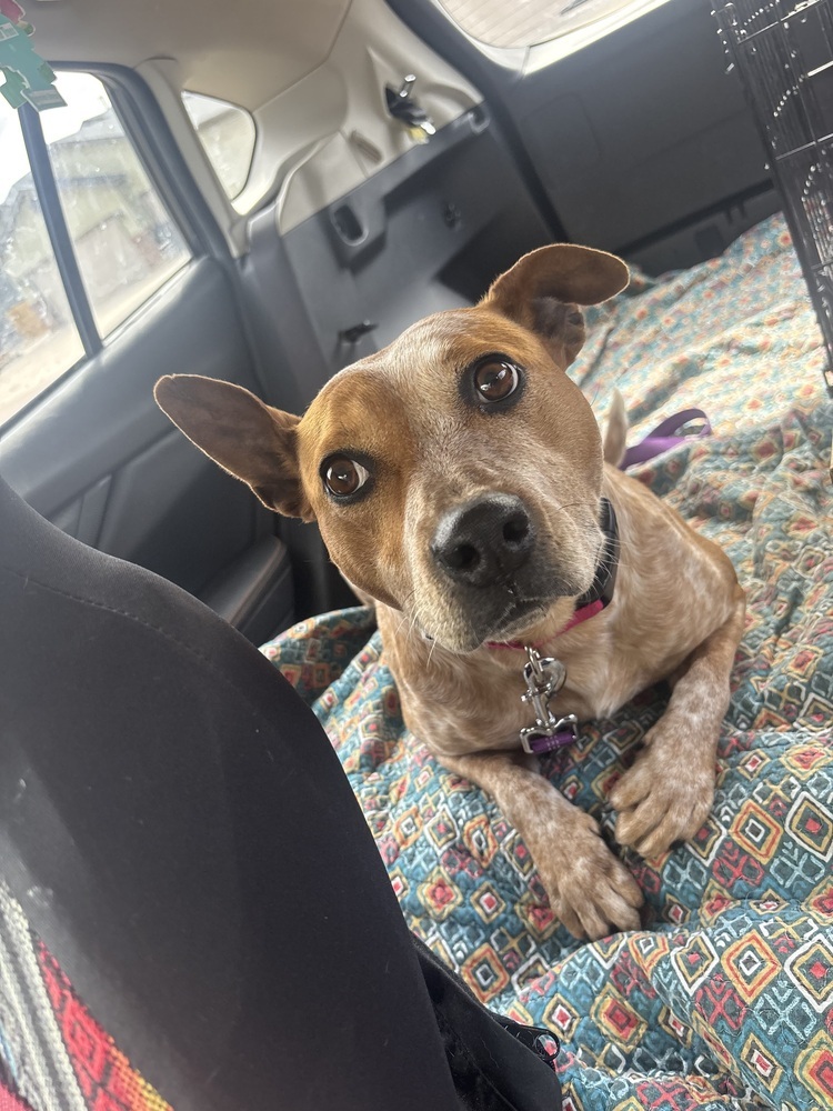 Scarlet, an adoptable Cattle Dog in Rapid City, SD, 57702 | Photo Image 4