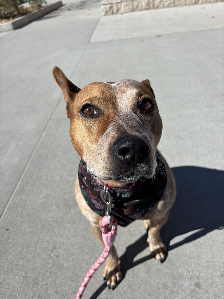 Scarlet, an adoptable Cattle Dog in Rapid City, SD, 57702 | Photo Image 6