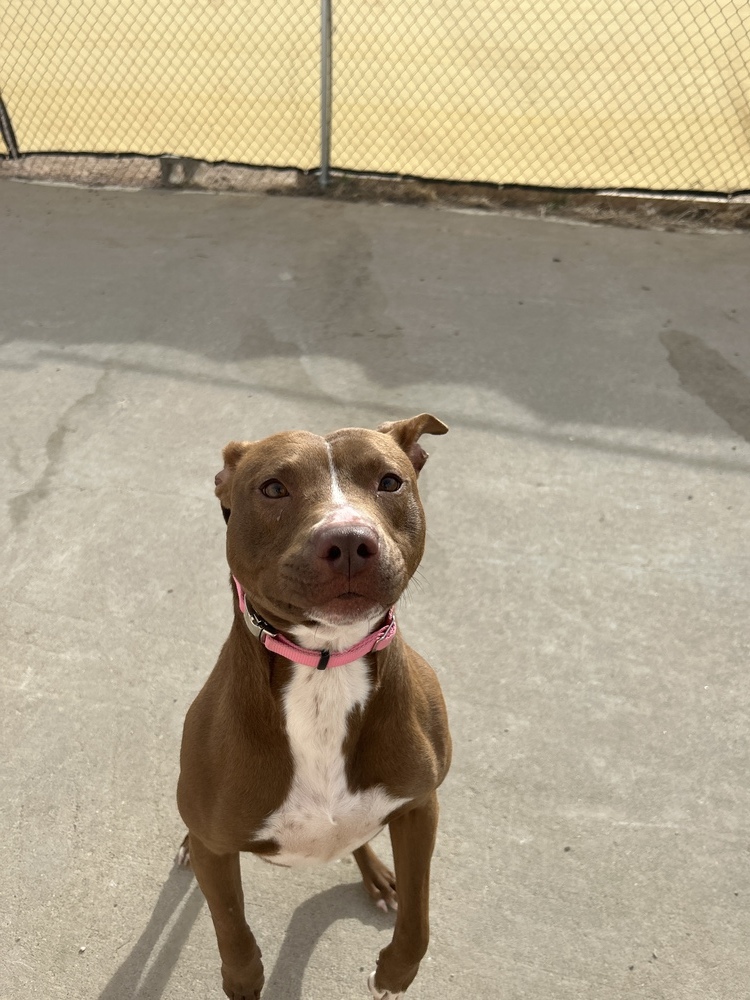 Sheena, an adoptable Mixed Breed in Rapid City, SD, 57702 | Photo Image 6