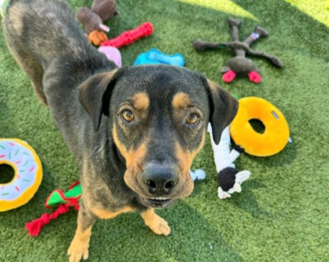 ATLAS, an adoptable Beauceron, Mixed Breed in Houston, TX, 77076 | Photo Image 1