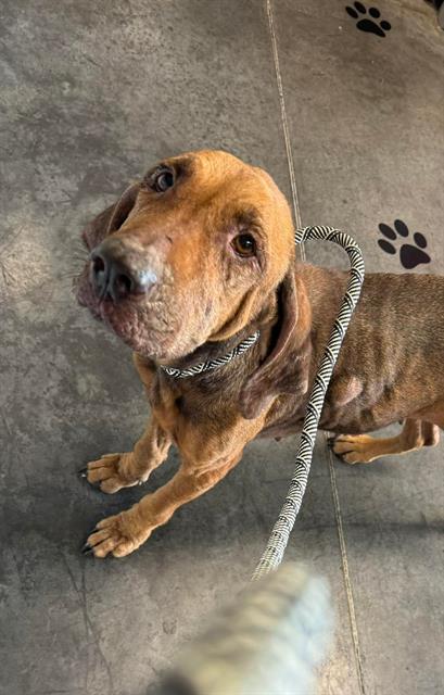 BRIDGET, an adoptable Bloodhound, Mixed Breed in Brunswick, GA, 31525 | Photo Image 1