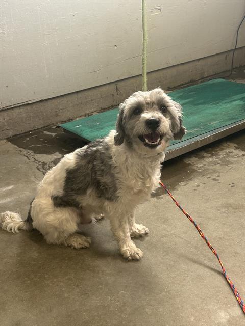 MARTY, an adoptable Havanese, Mixed Breed in Camarillo, CA, 93010 | Photo Image 1