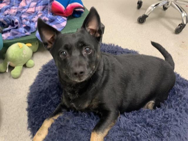 BIG BOY BLUE, an adoptable Chihuahua, Schipperke in Auburn, CA, 95603 | Photo Image 1