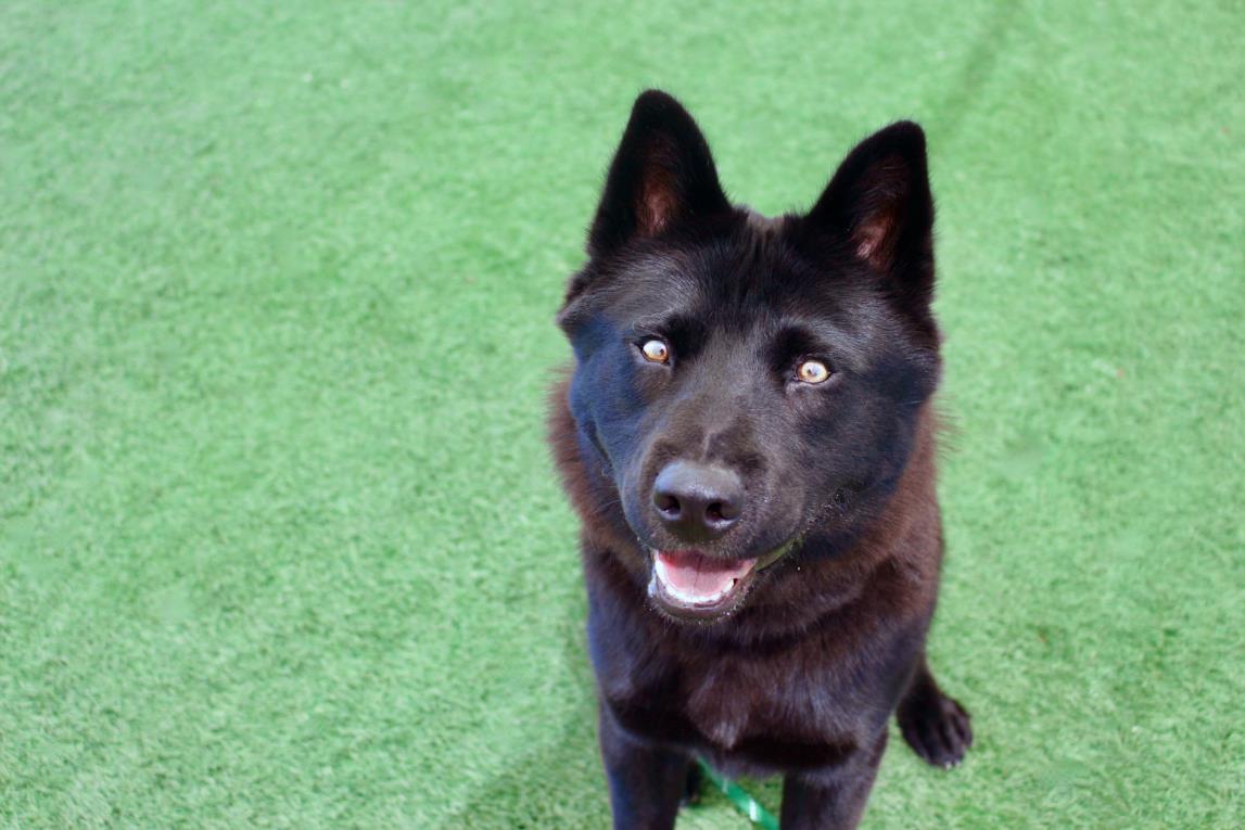 LUNA, an adoptable Chow Chow, Schipperke in Los Angeles, CA, 90064 | Photo Image 1