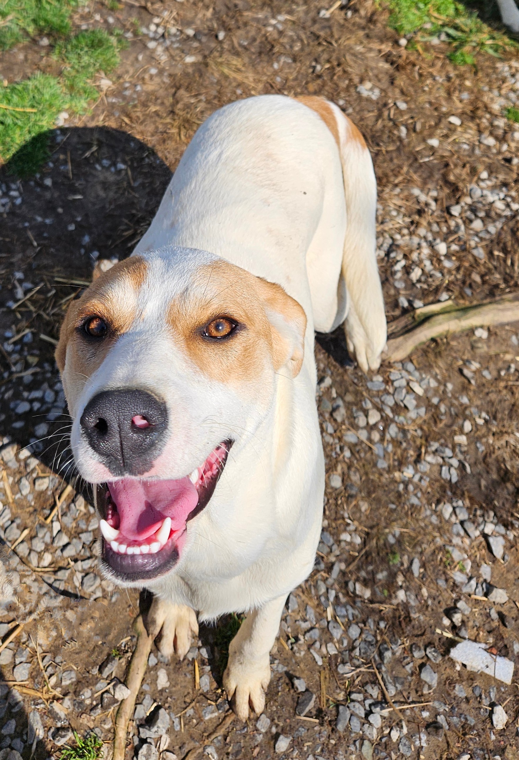 Lyra, an adoptable Foxhound in Tracy City , TN, 37387 | Photo Image 1