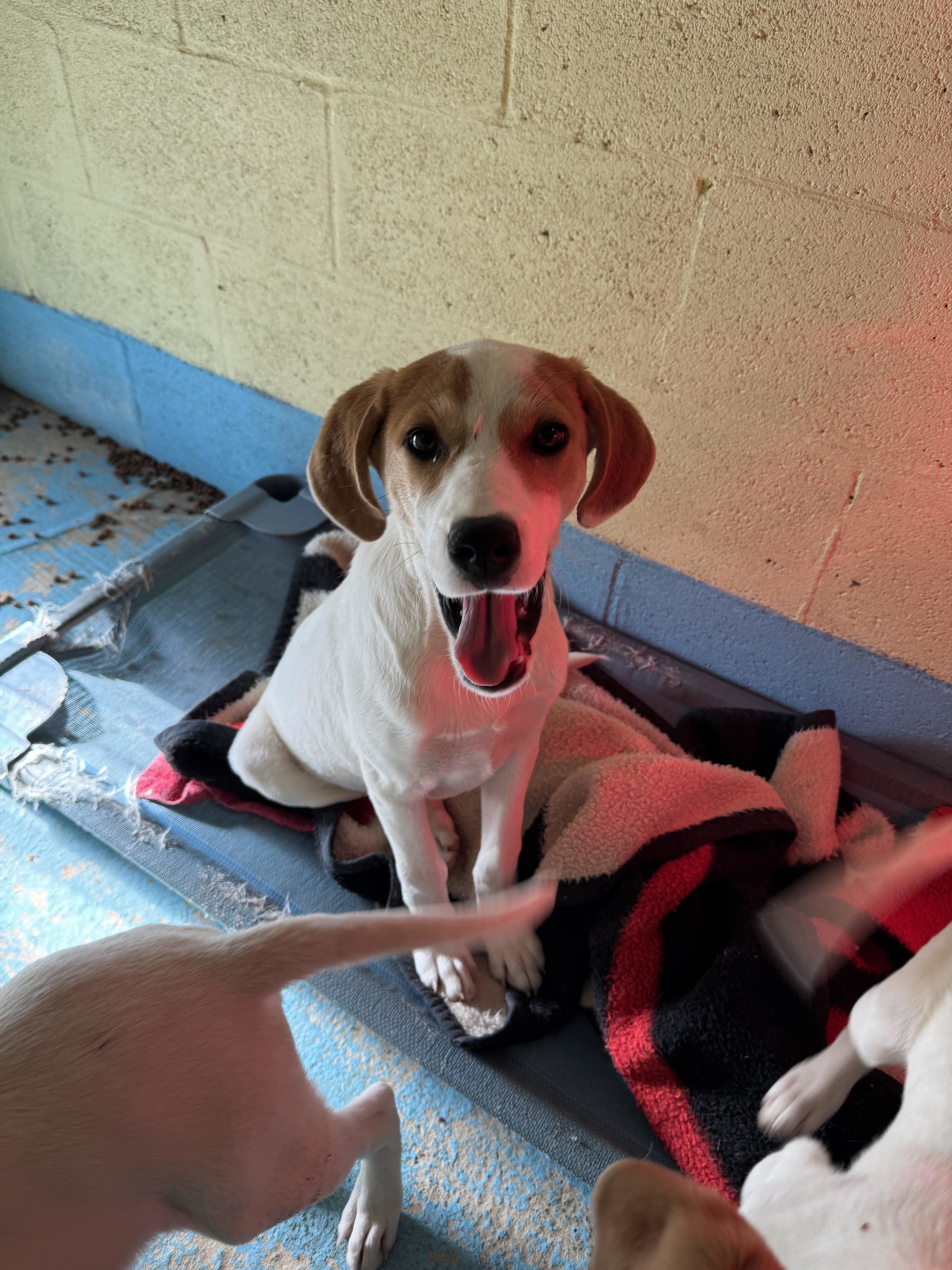 Lilly, an adoptable Foxhound in Tracy City , TN, 37387 | Photo Image 2