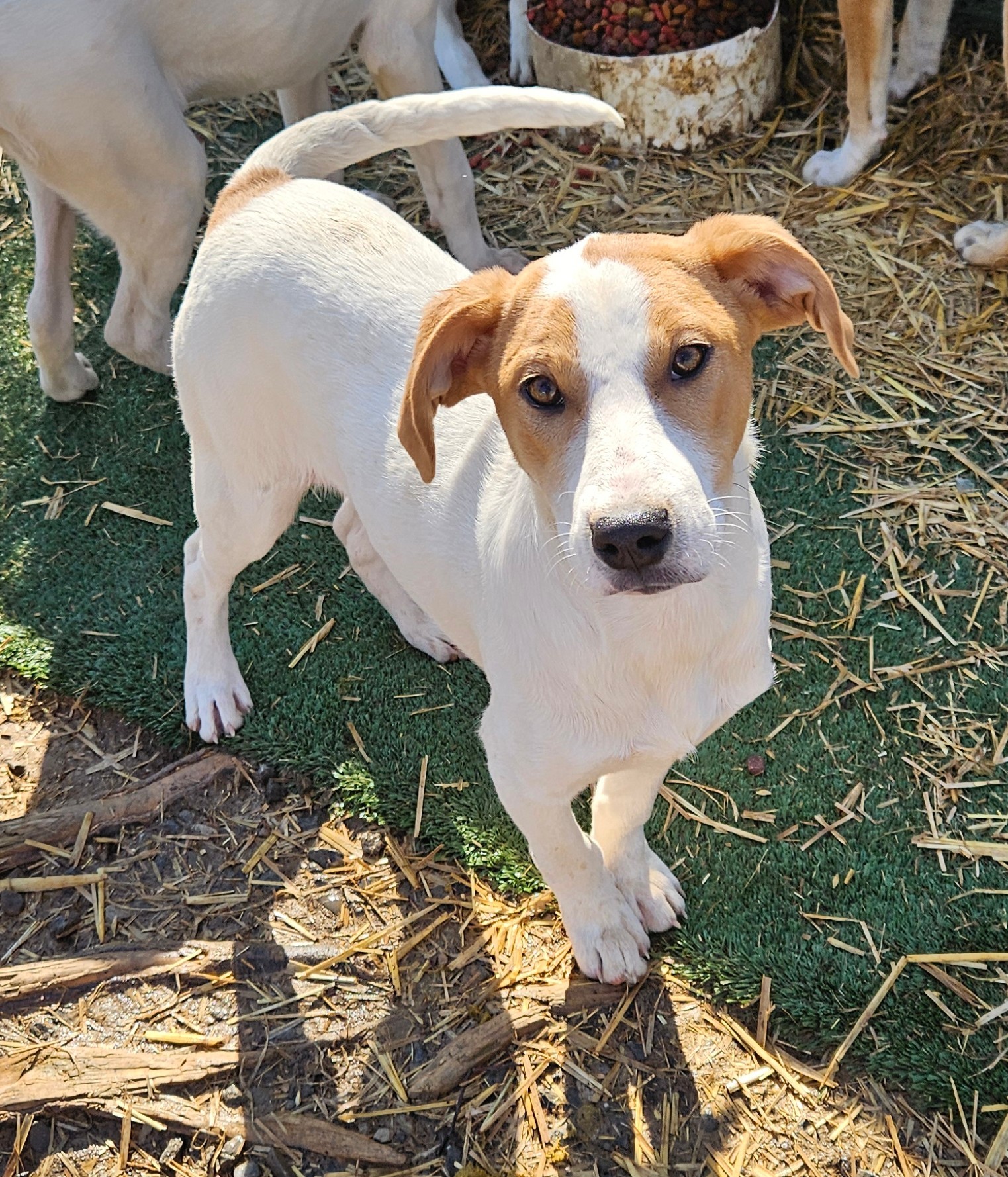 Lilly, an adoptable Foxhound in Tracy City , TN, 37387 | Photo Image 5
