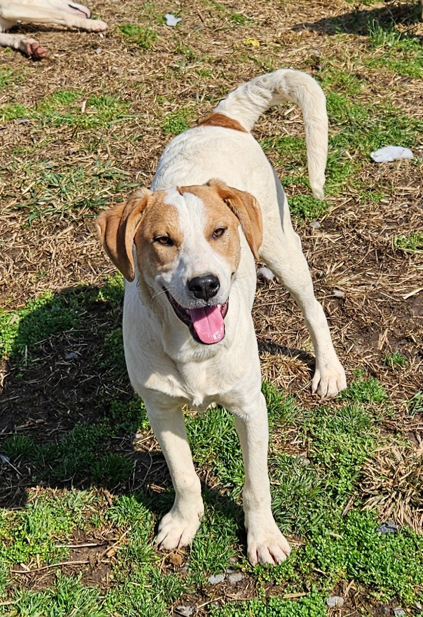 Lilly, an adoptable Foxhound in Tracy City , TN, 37387 | Photo Image 3
