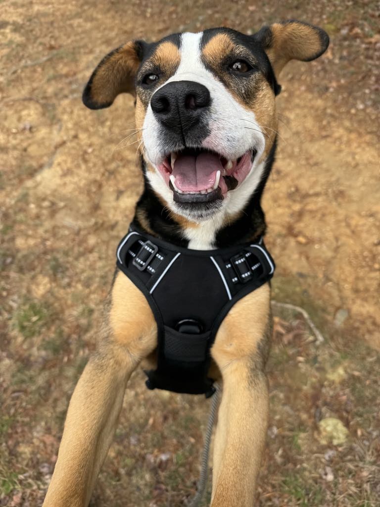 Abby, an adoptable Entlebucher in Tracy City , TN, 37387 | Photo Image 1