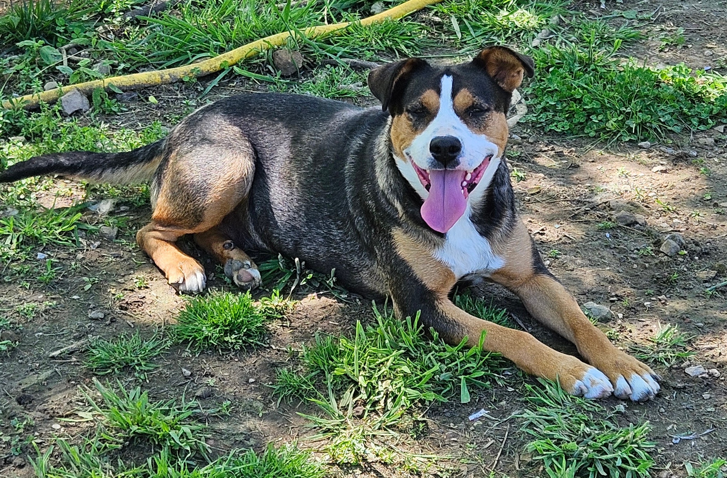 Abby, an adoptable Entlebucher in Tracy City , TN, 37387 | Photo Image 2