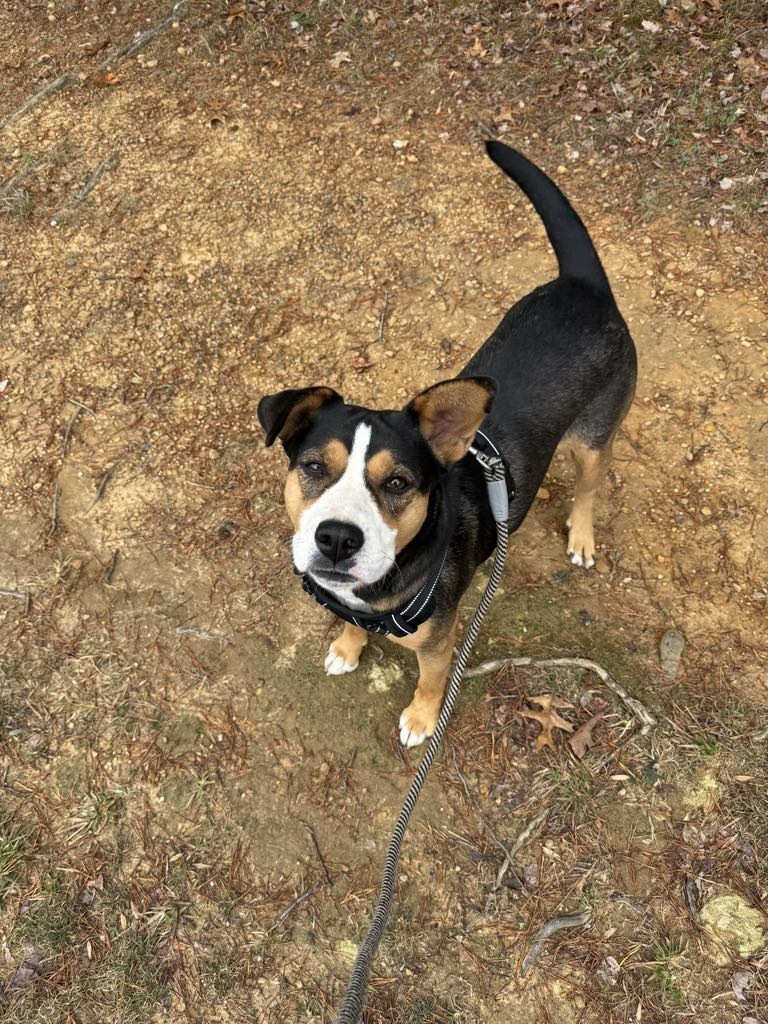 Abby, an adoptable Entlebucher in Tracy City , TN, 37387 | Photo Image 3