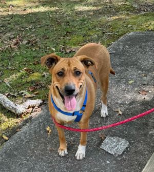 River, Adult Female Black Mouth Cur