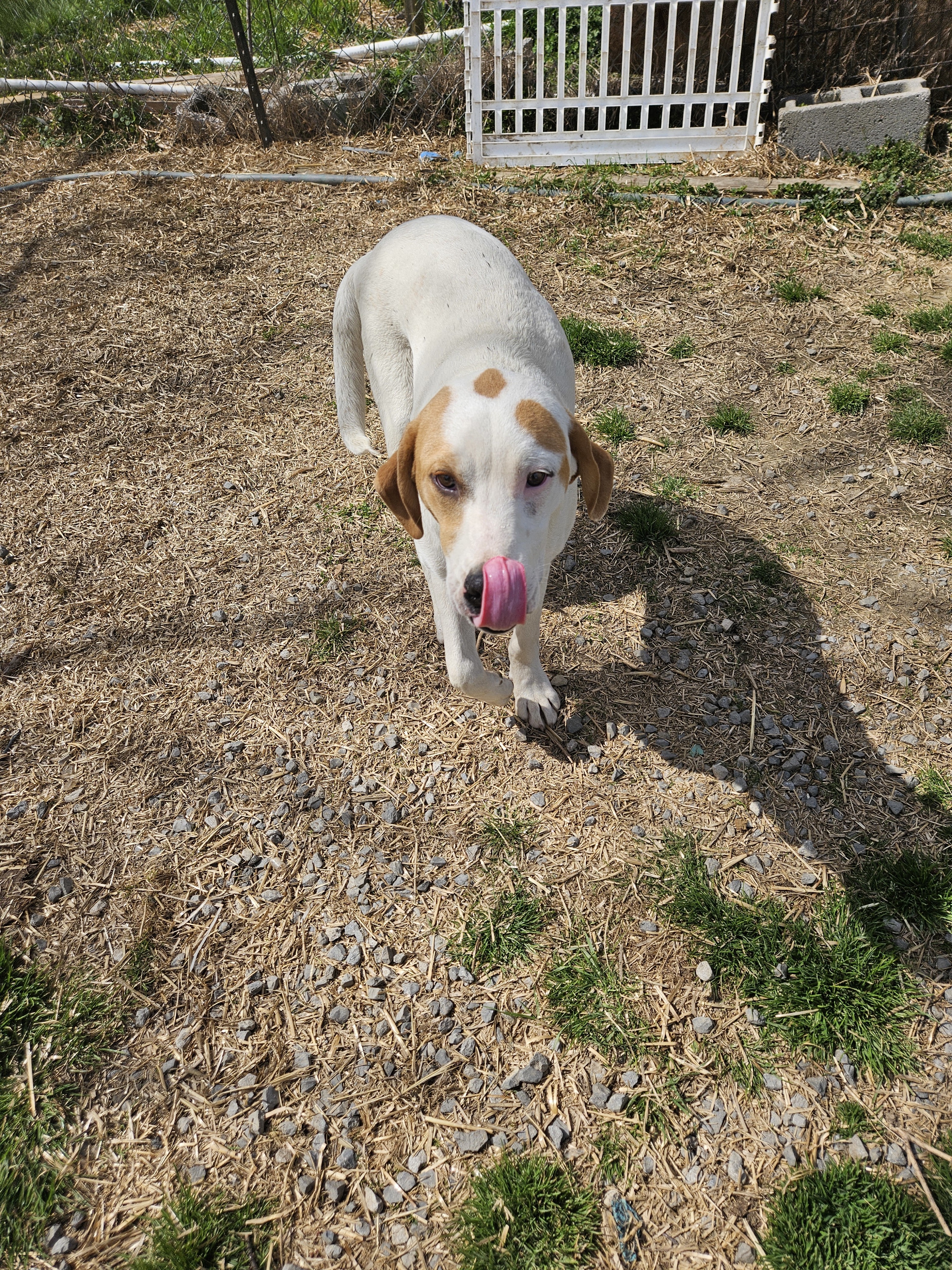 Linus, an adoptable Foxhound in Tracy City , TN, 37387 | Photo Image 1