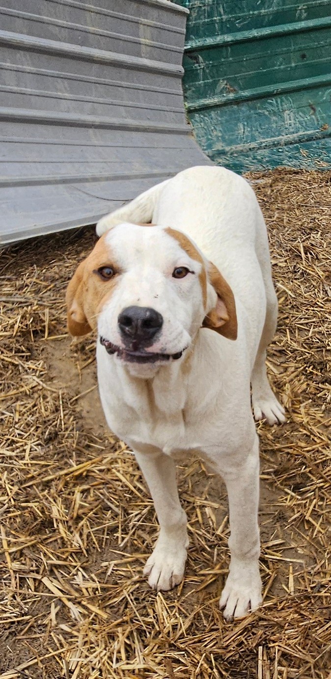 Linus, an adoptable Foxhound in Tracy City , TN, 37387 | Photo Image 2