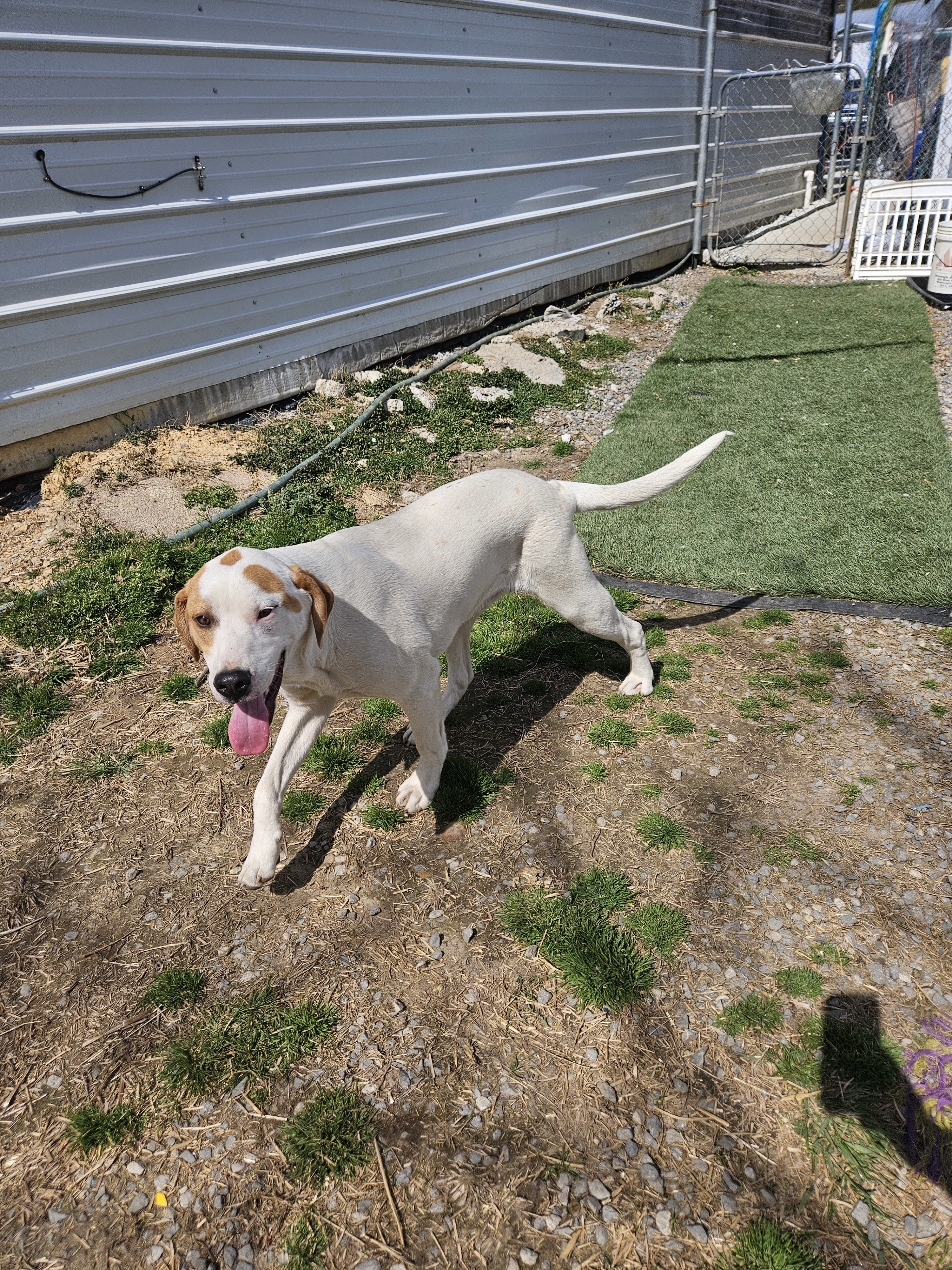 Linus, an adoptable Foxhound in Tracy City , TN, 37387 | Photo Image 3