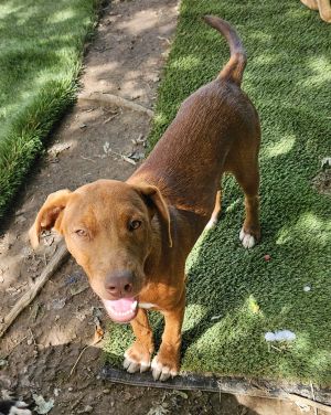 Caine, Young Male Labrador Retriever