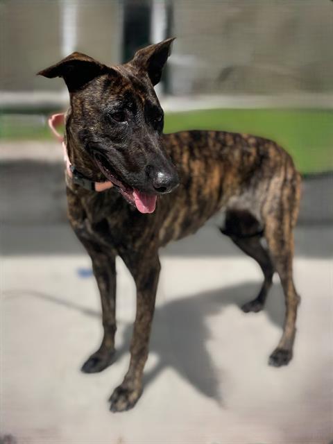 MERCY, an adoptable Dutch Shepherd, Borzoi in Naples, FL, 34104 | Photo Image 1