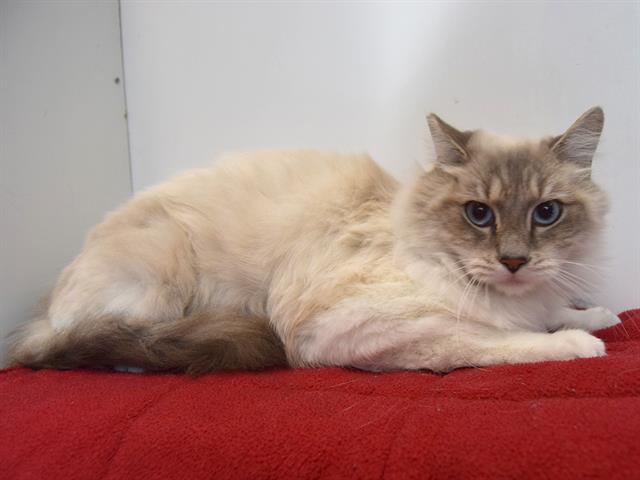 KEIJI, an adoptable Himalayan, Domestic Short Hair in Sacramento, CA, 95827 | Photo Image 1