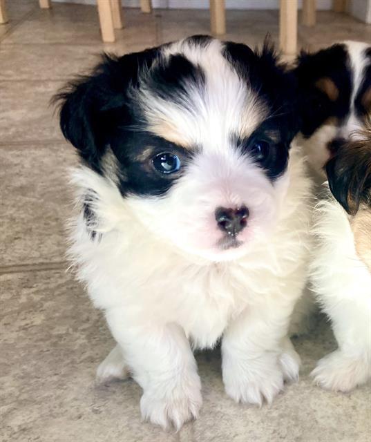 MARKLEE, an adoptable Papillon, Mixed Breed in Sacramento, CA, 95818 | Photo Image 1